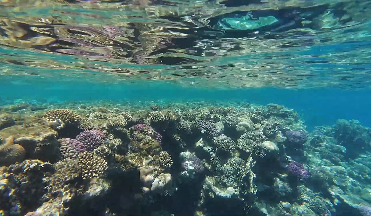 Red Sea Snorkeling Paradise: Exploring Sharm El Sheikh's Underwater World