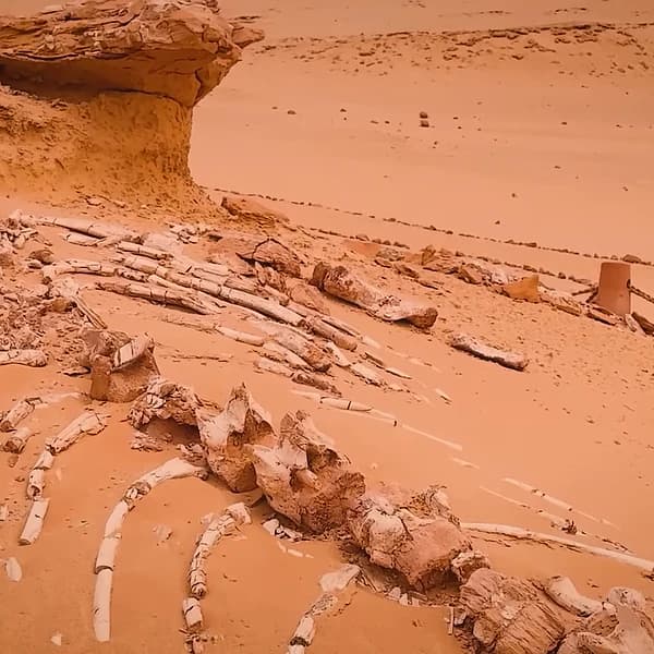 Western Desert