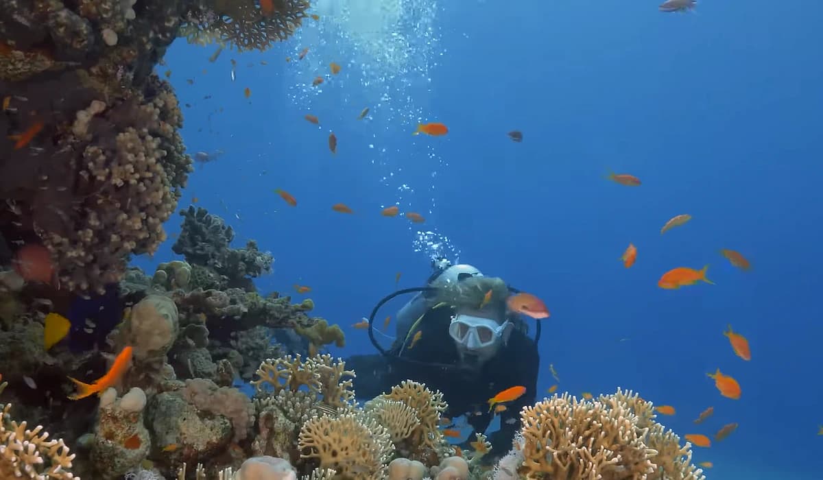 Snorkeling Excursion at Sharm El Sheikh